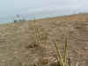 WA_HarvesterPasco05 010.jpg (137352 bytes)