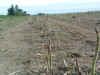 WA_HarvesterPasco05 117.jpg (349439 bytes)