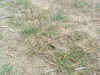 WA_HarvesterPasco05 152.jpg (339113 bytes)