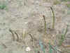 WA_HarvesterPasco05 153.jpg (332873 bytes)